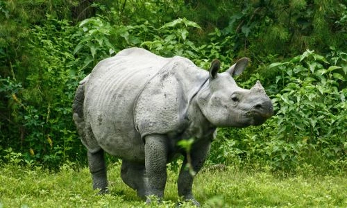 Nepal's Luxury Experience - Kathmandu, Chitwan & Dhulikhel Retreat